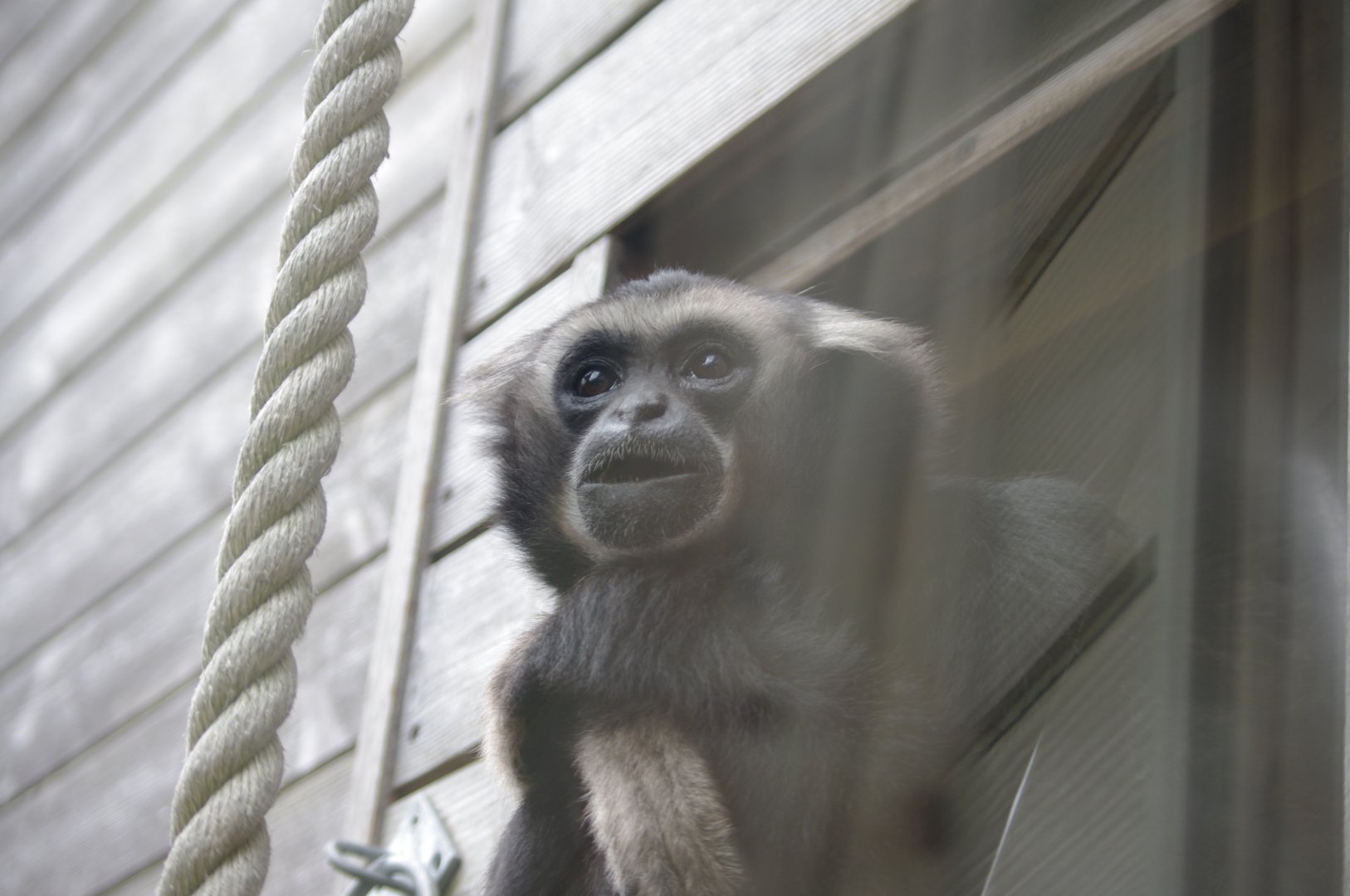 Pileated Gibbon- Lae (m)- 11/4/2024