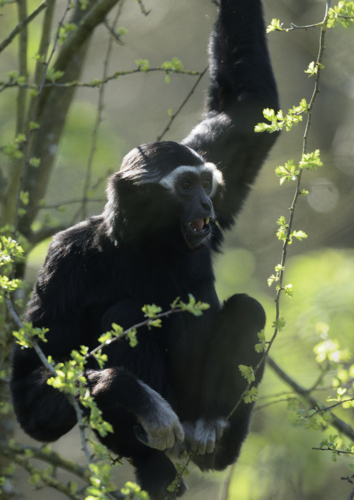 Pileated gibbon male