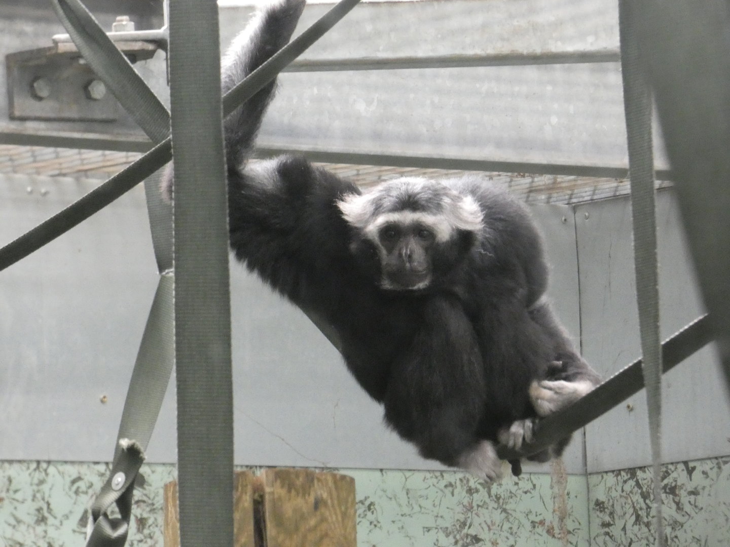 Pileated gibbon male