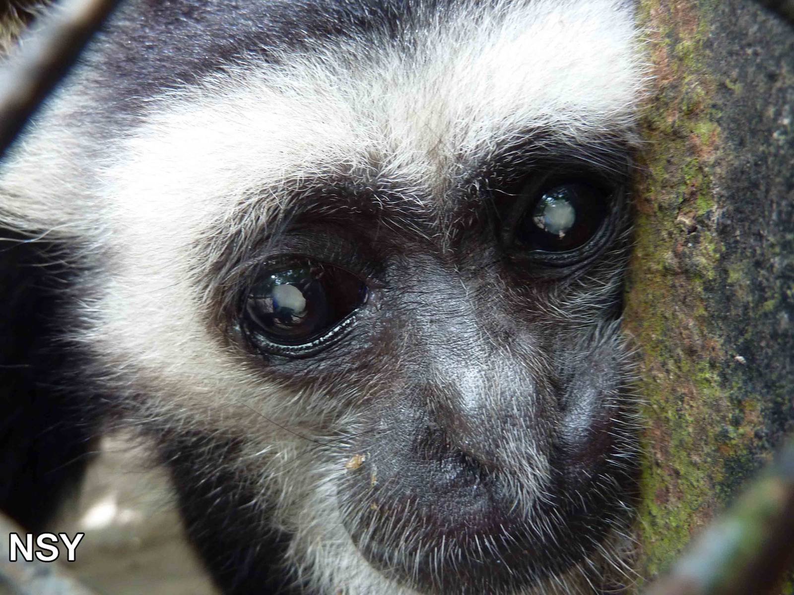 Pileated gibbon, May 2013.