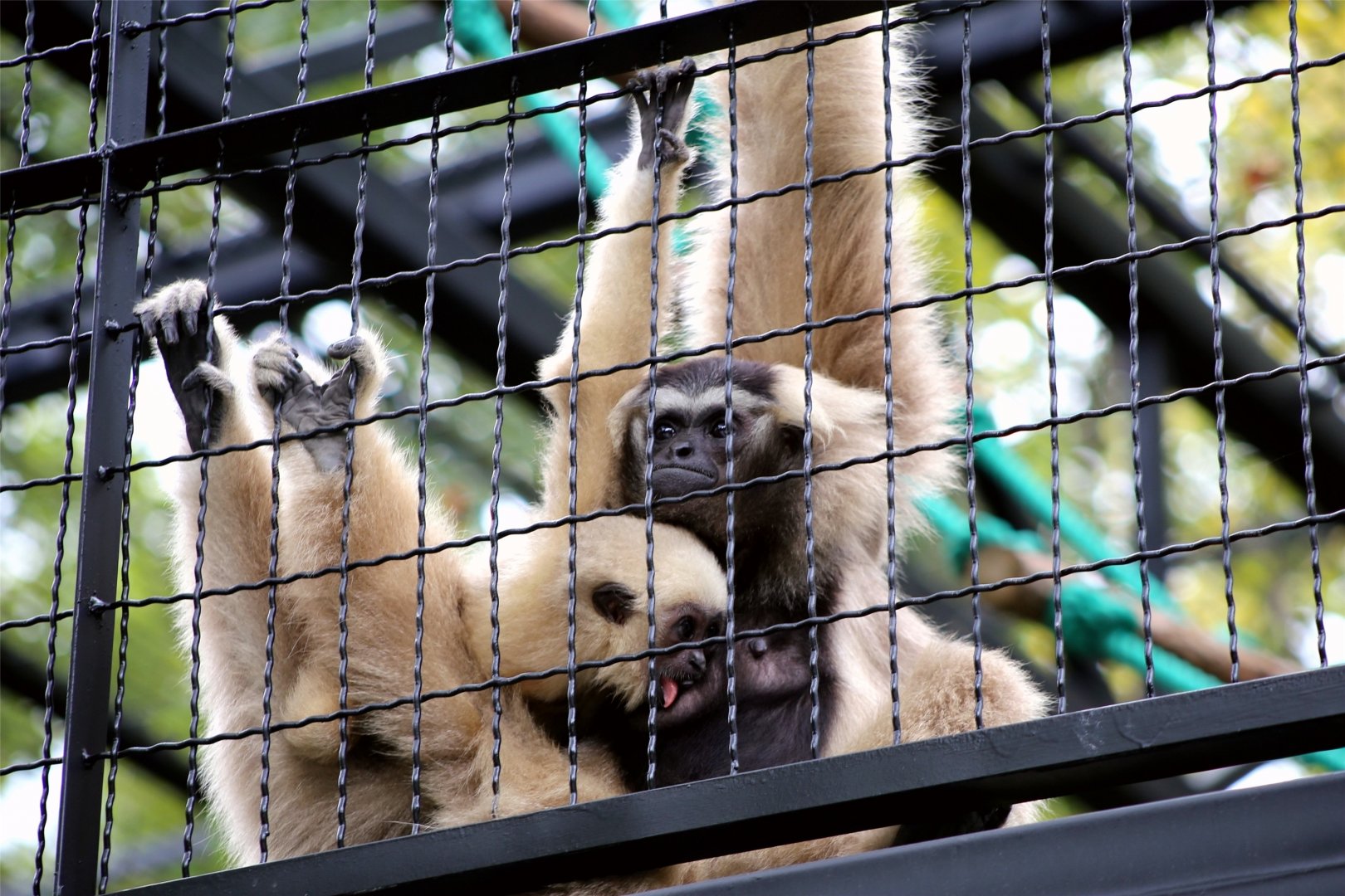 Pileated Gibbon Mom and Daughter