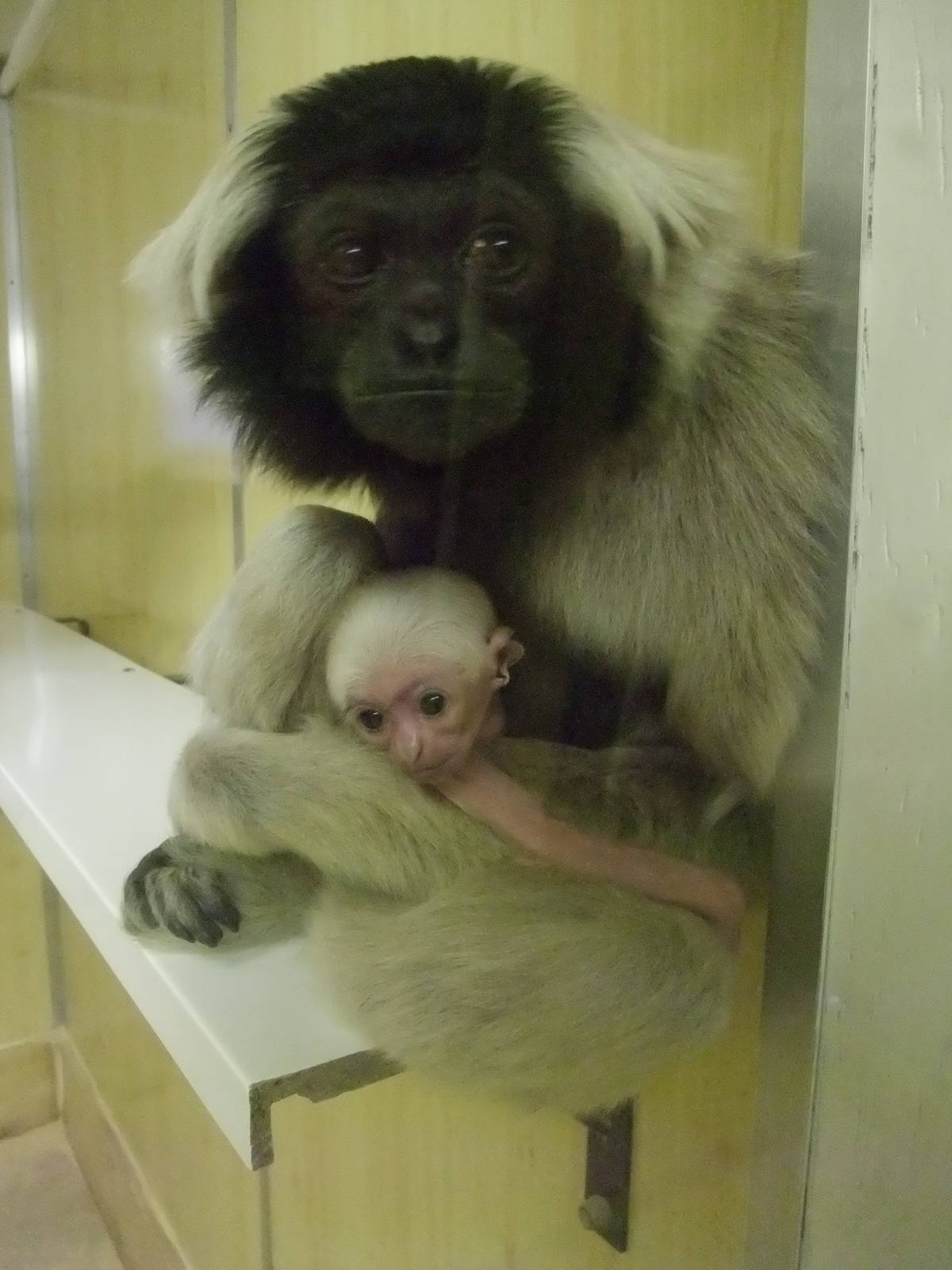 Pileated Gibbon Mother and Young at Twycross, 28/11/10