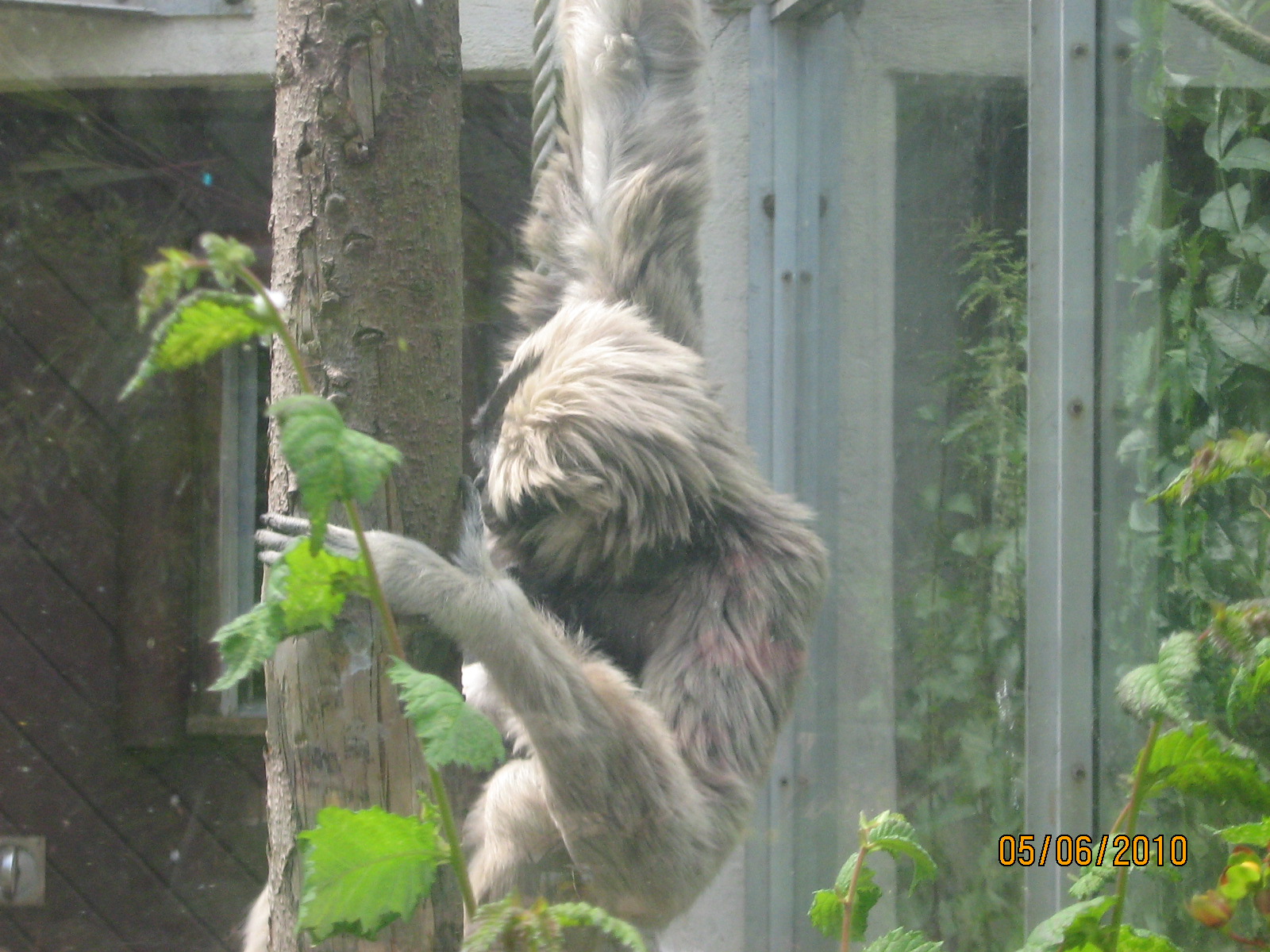 pileated gibbon mother