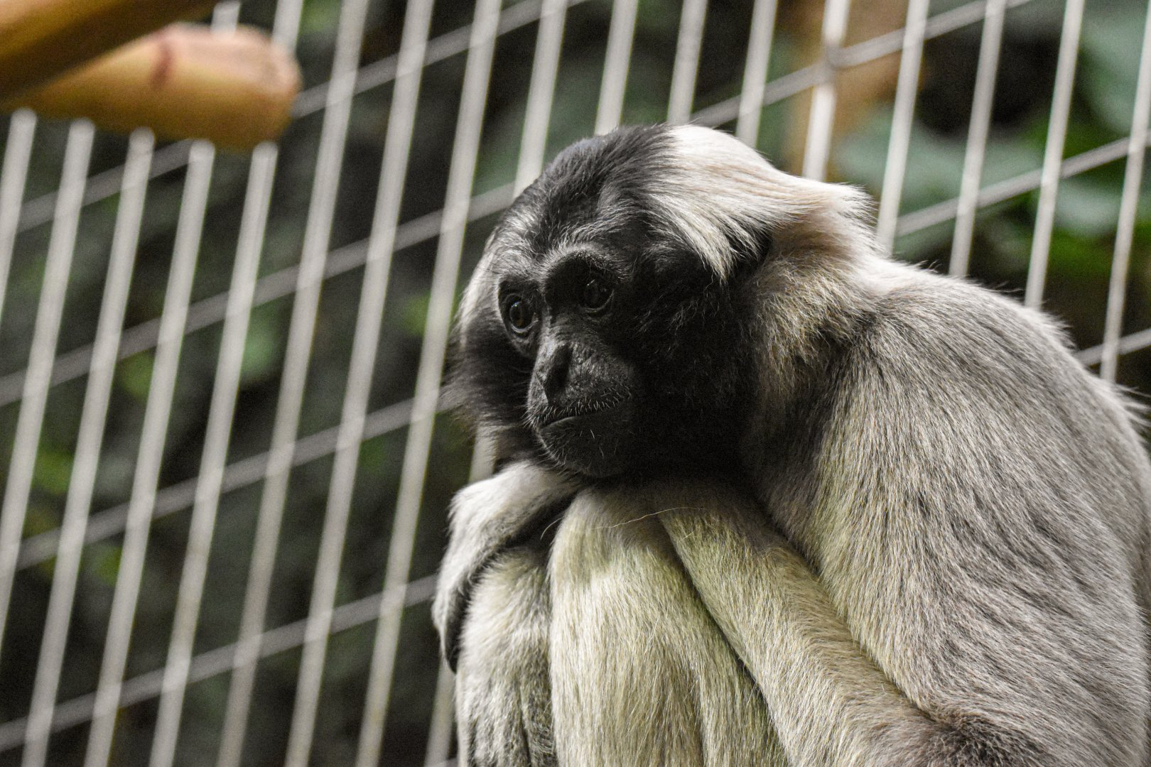 Pileated gibbon (October 2020)