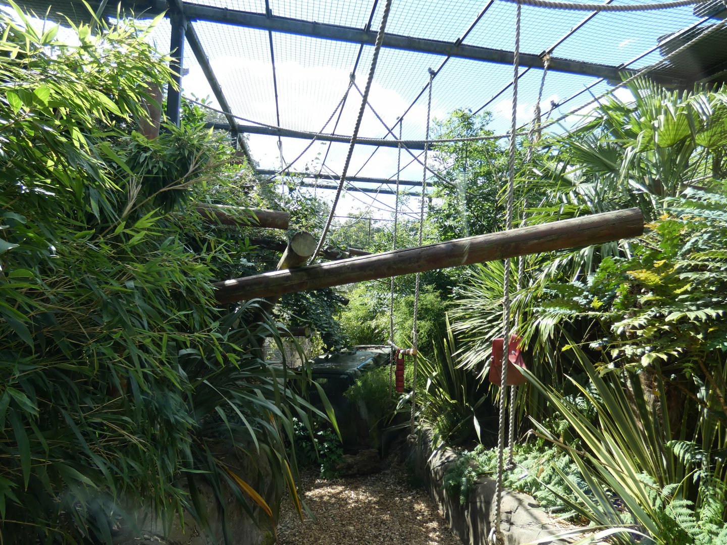 Pileated Gibbon outdoor enclosure
