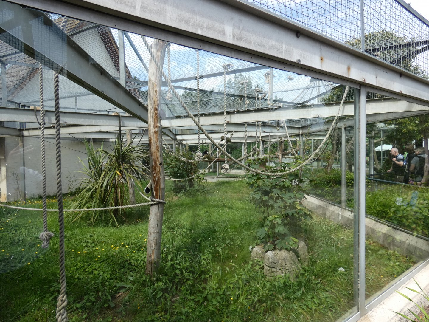 Pileated gibbon outdoor enclosure