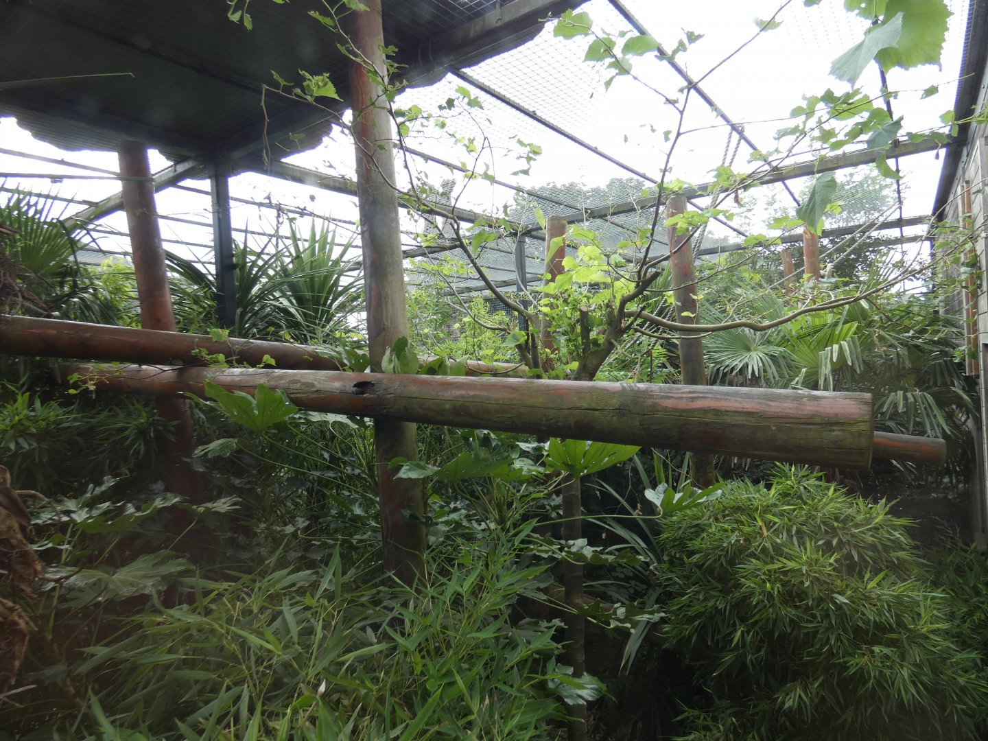 Pileated gibbon outdoor enclosure