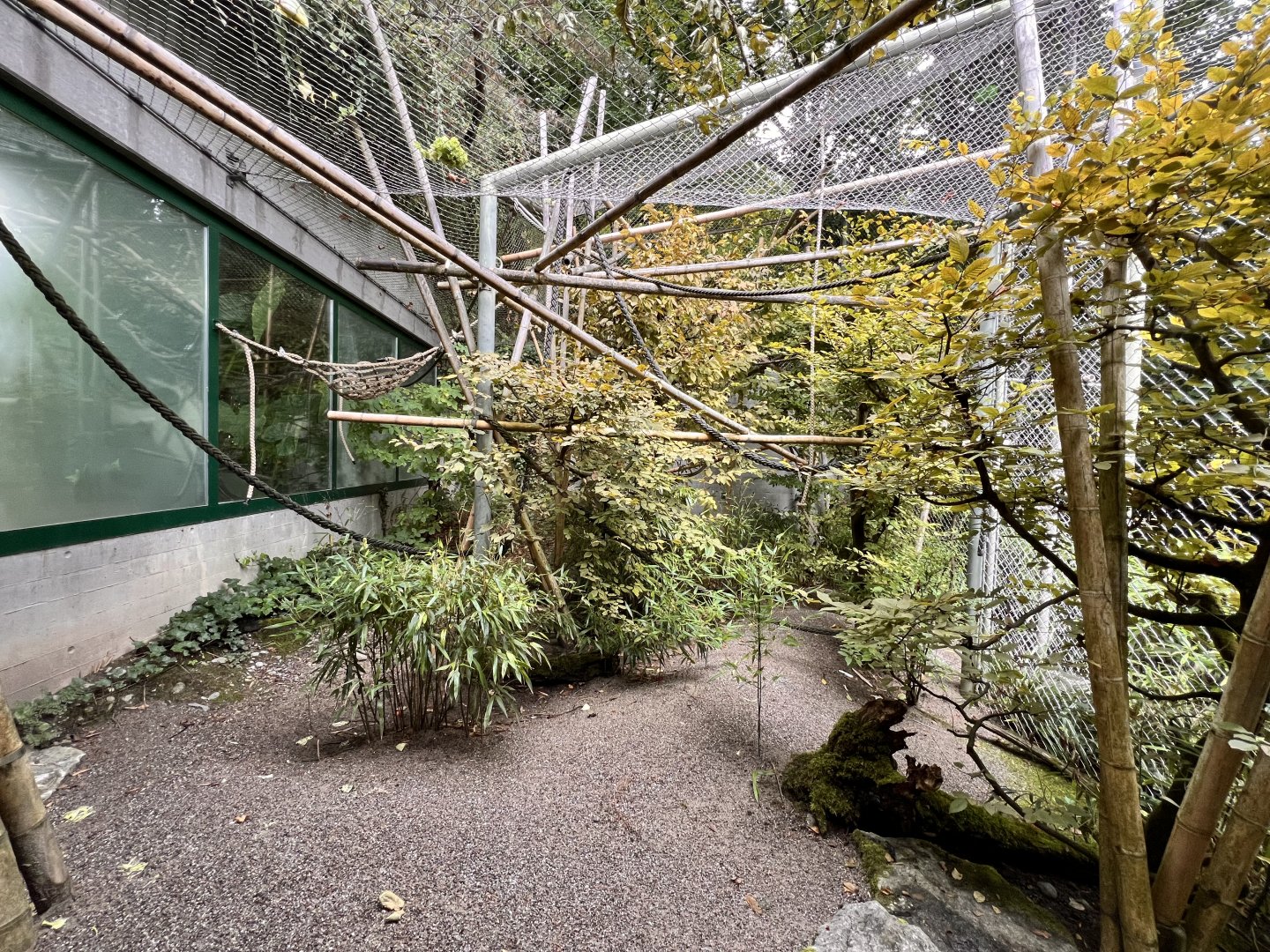 Pileated Gibbon Outdoor Exhibit