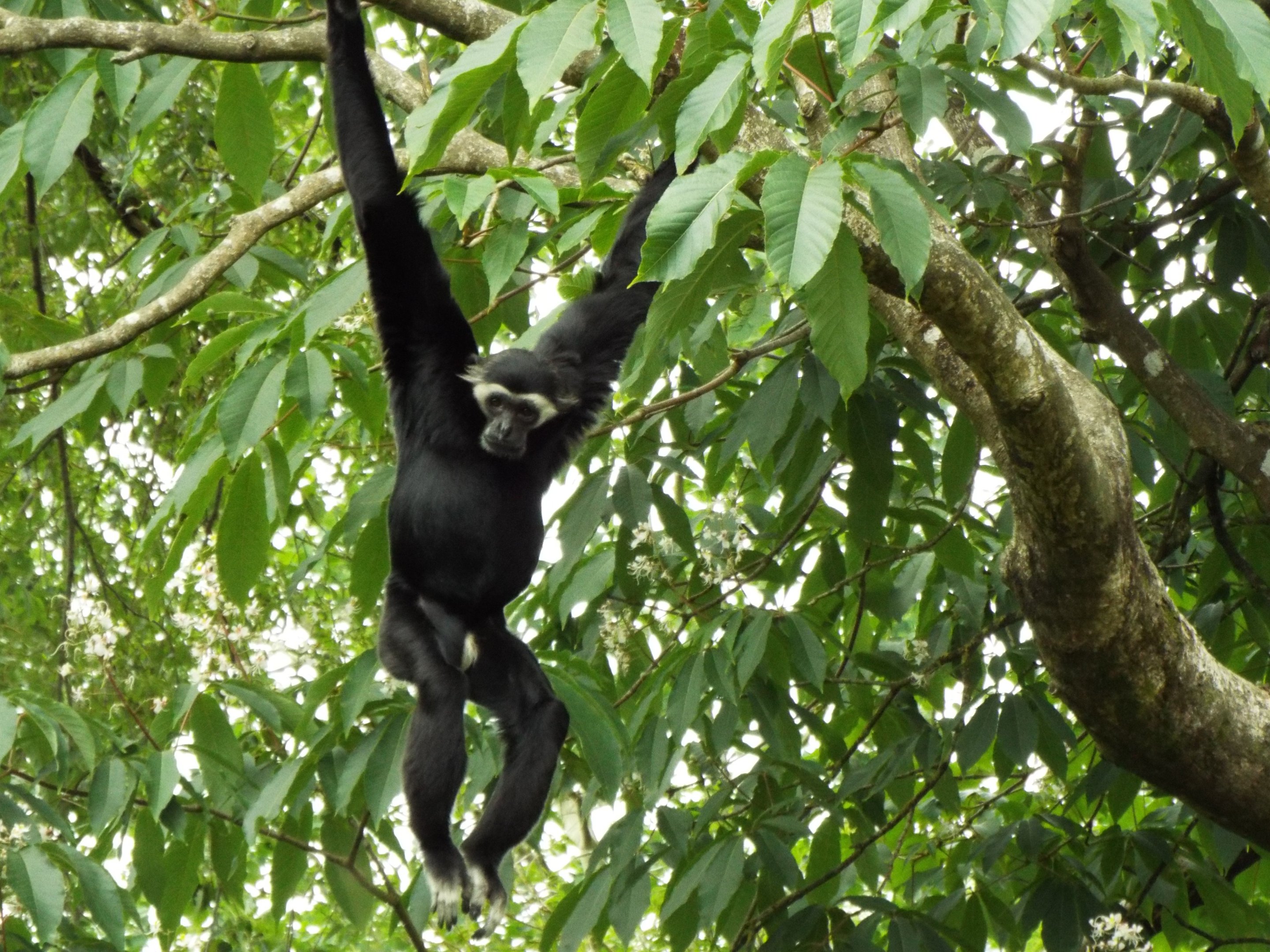 Pileated Gibbon, Paignton Zoo
