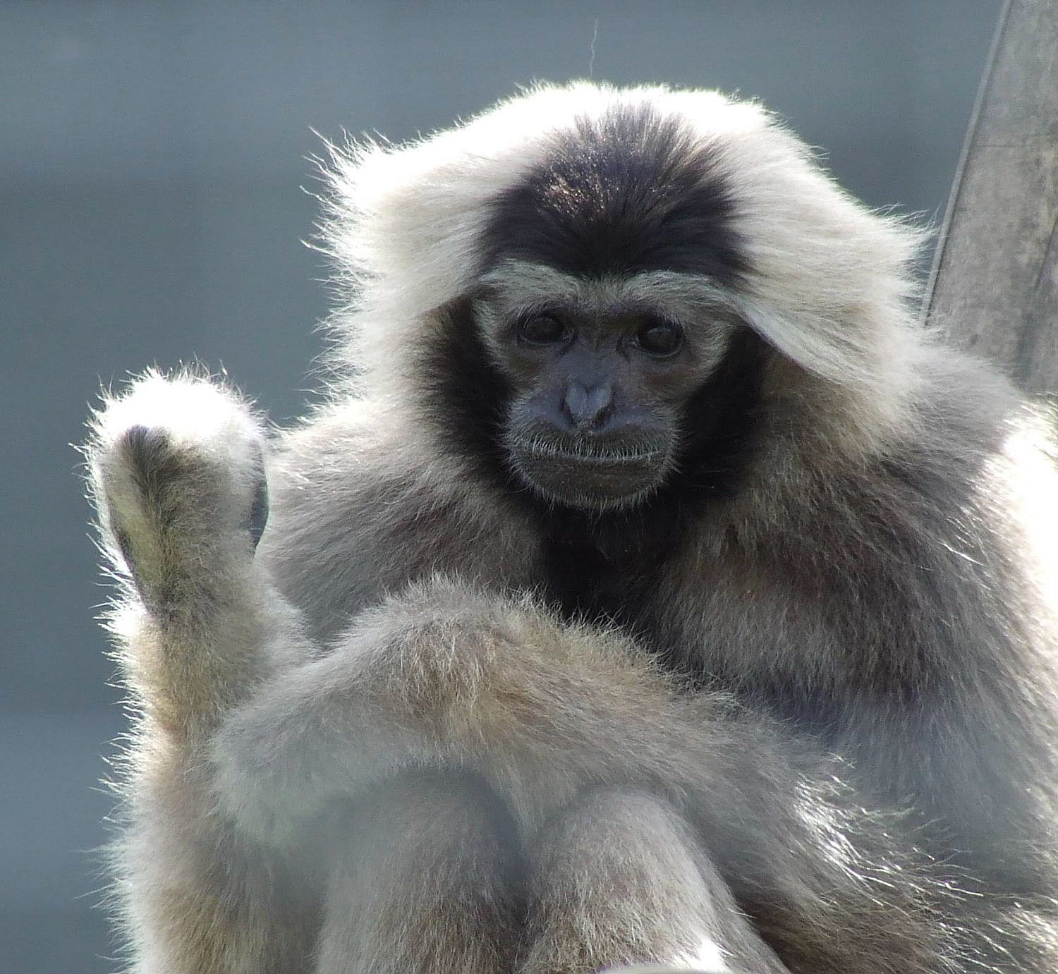 Pileated Gibbon, Rare Species Conservation Centre, Sandwich