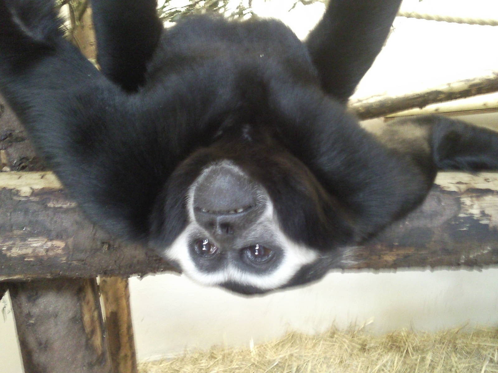 Pileated gibbon sortimto male