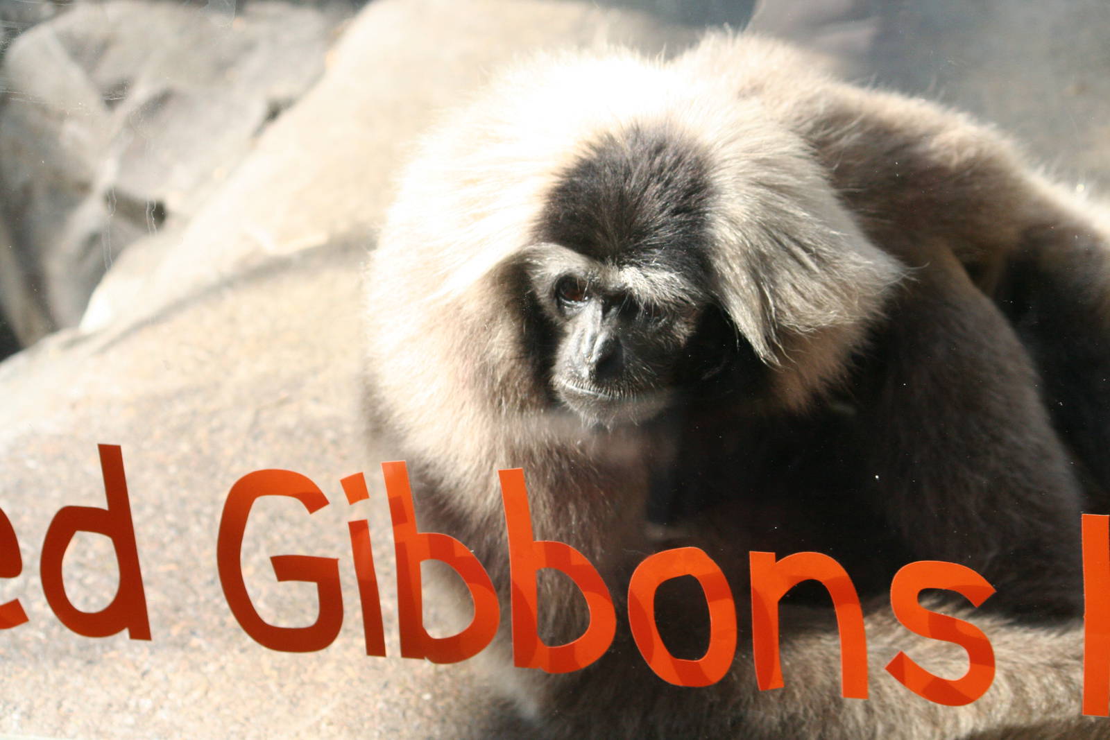 Pileated gibbon stating the obvious, 01/10/2011