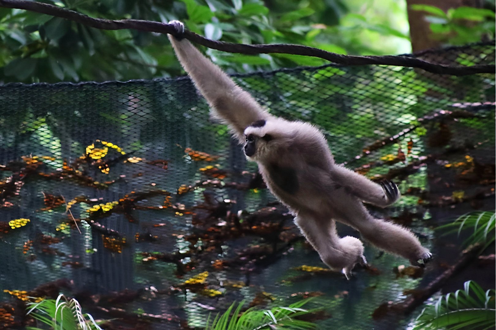 Pileated Gibbon Swinging