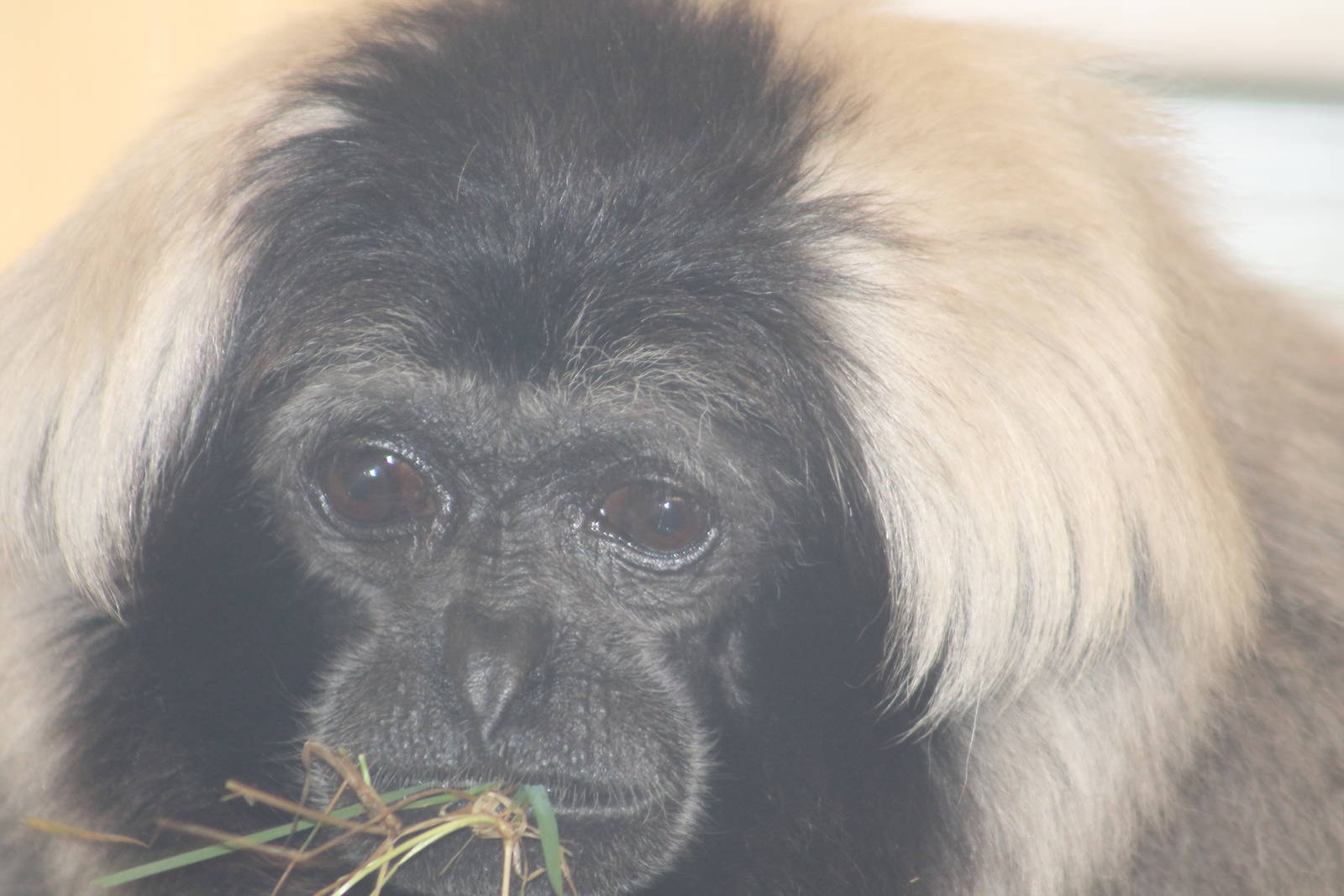 Pileated Gibbon Twycross 2013