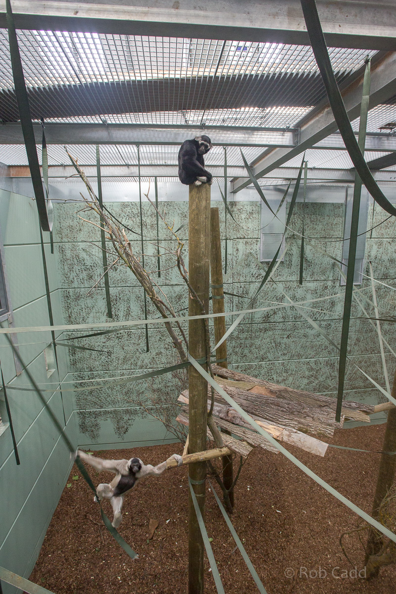 Pileated gibbon : Twycross : 26 Feb 2016