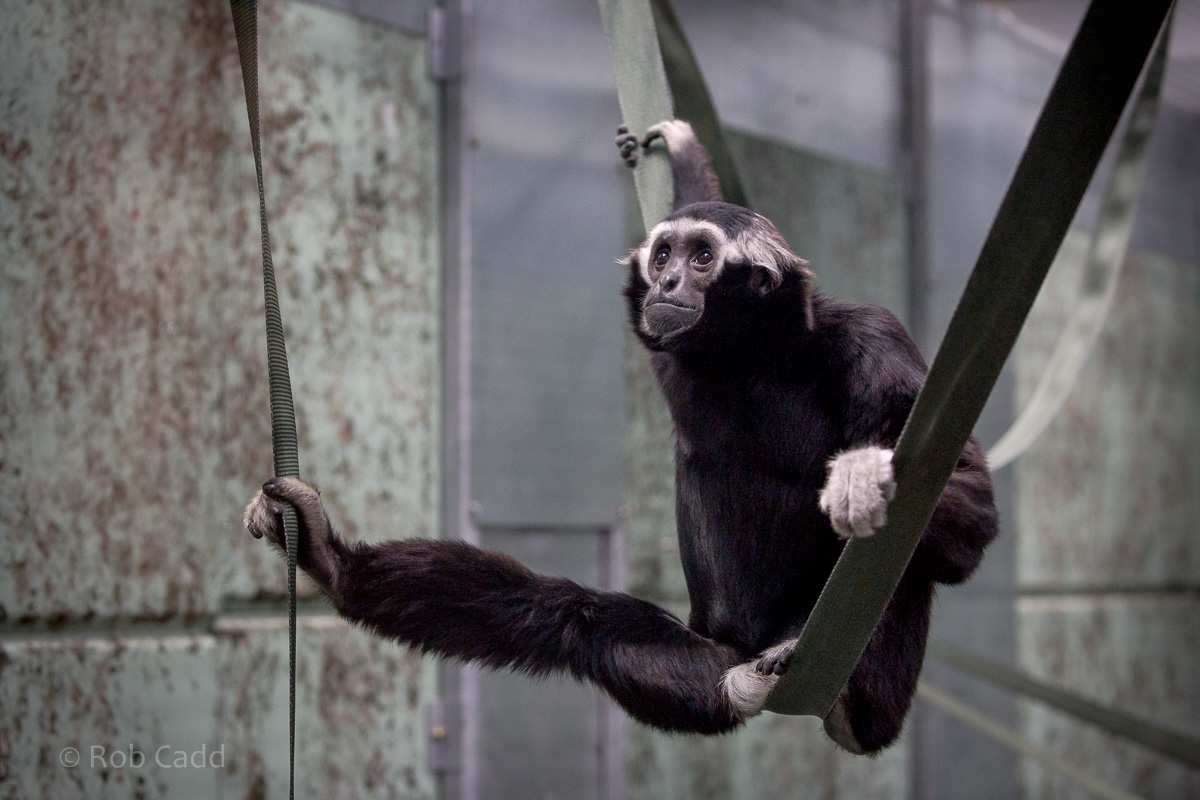 Pileated gibbon : Twycross : 26 Feb 2016