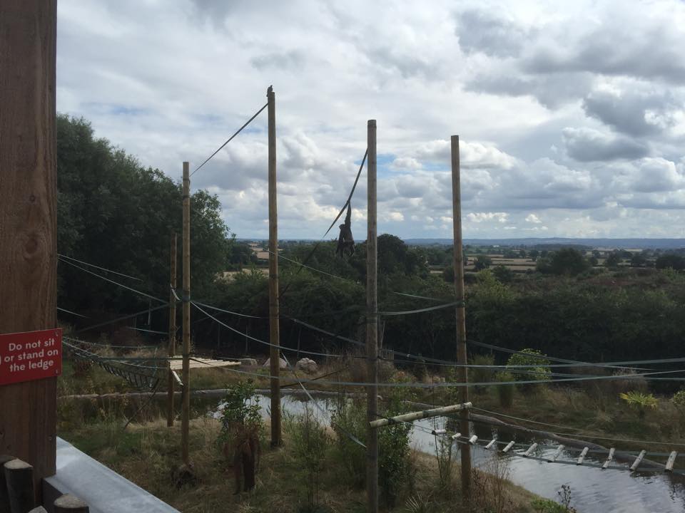 Pileated Gibbon - Twycross Zoo - 28/8/16