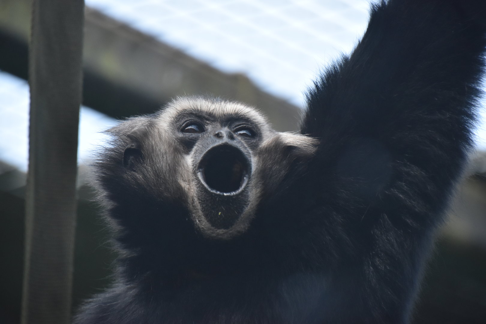 Pileated gibbon vocalising