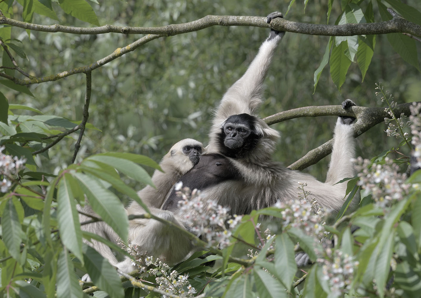 Pileated gibbon weaning (1)
