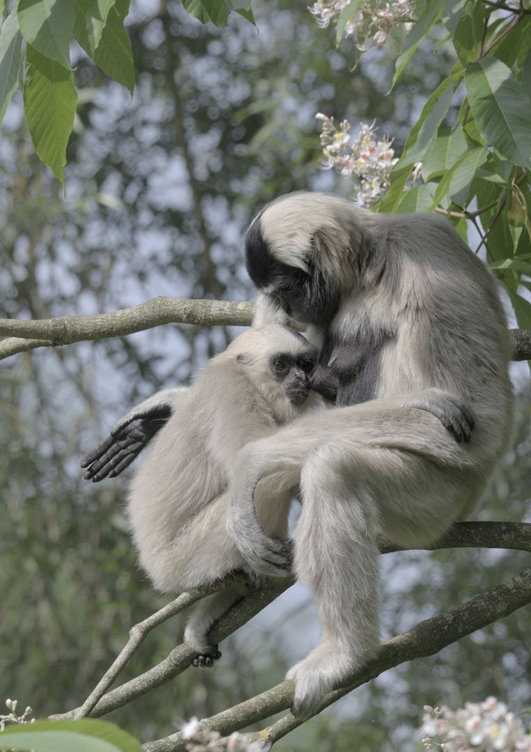 Pileated gibbon weaning (2)