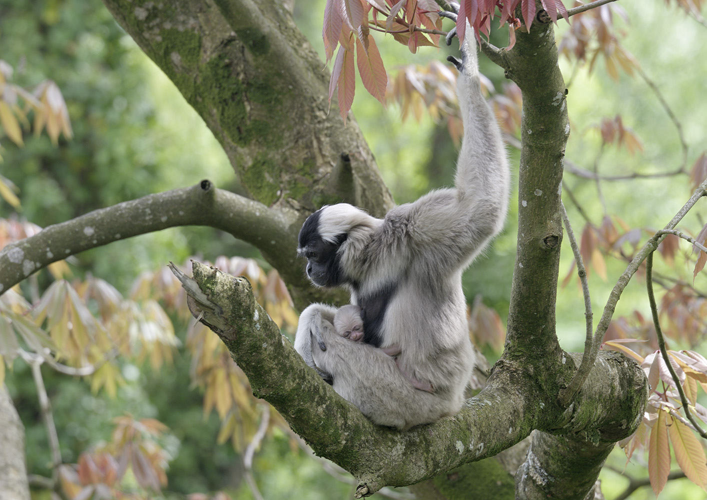 Pileated gibbon with newborn infant
