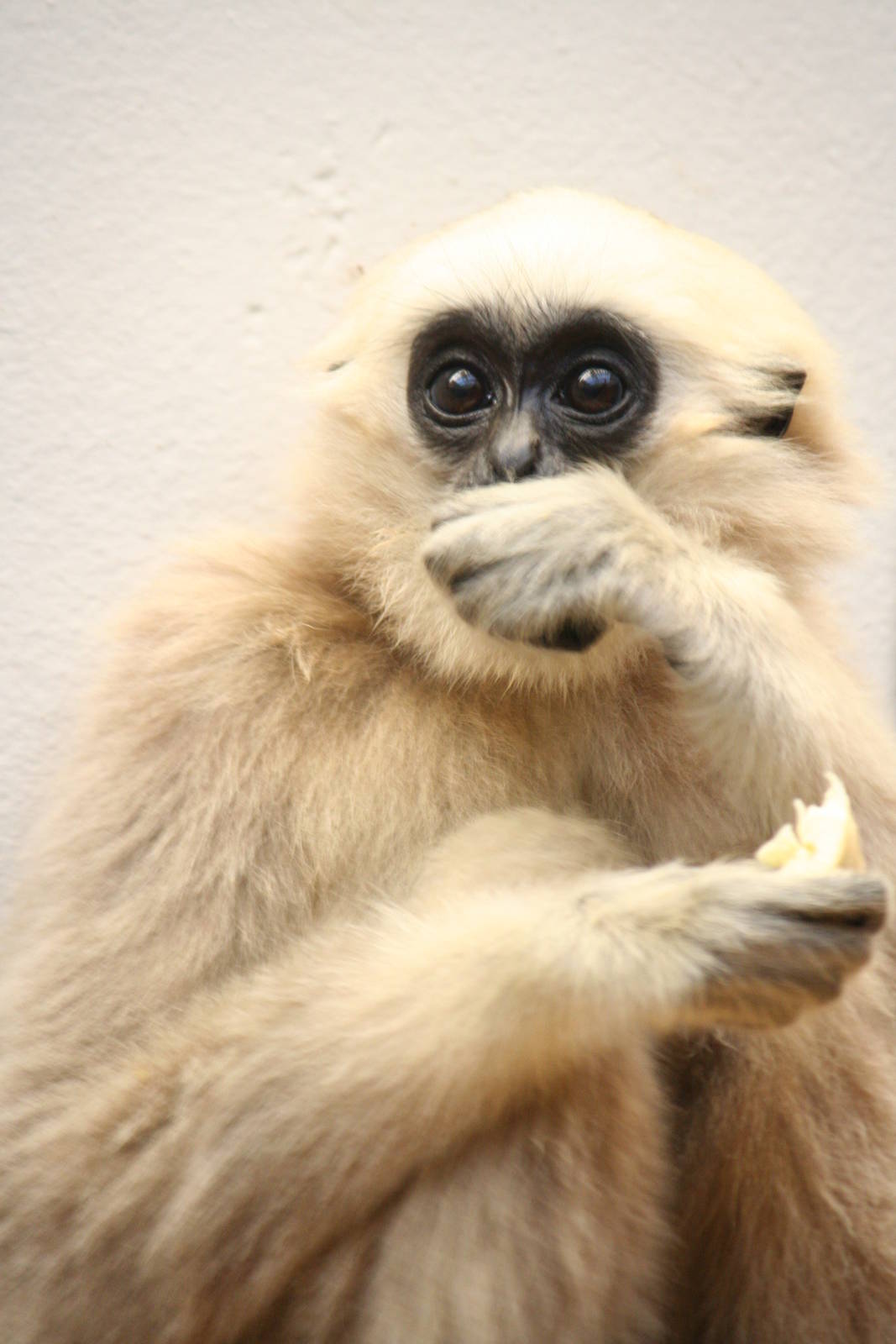 Pileated gibbon youngster