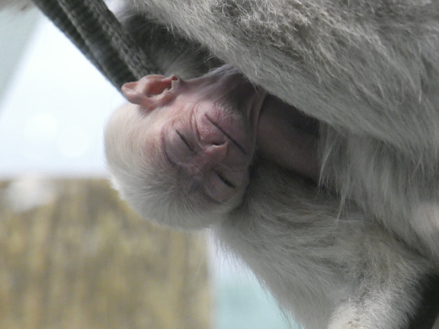 Pileated gibbon youngster