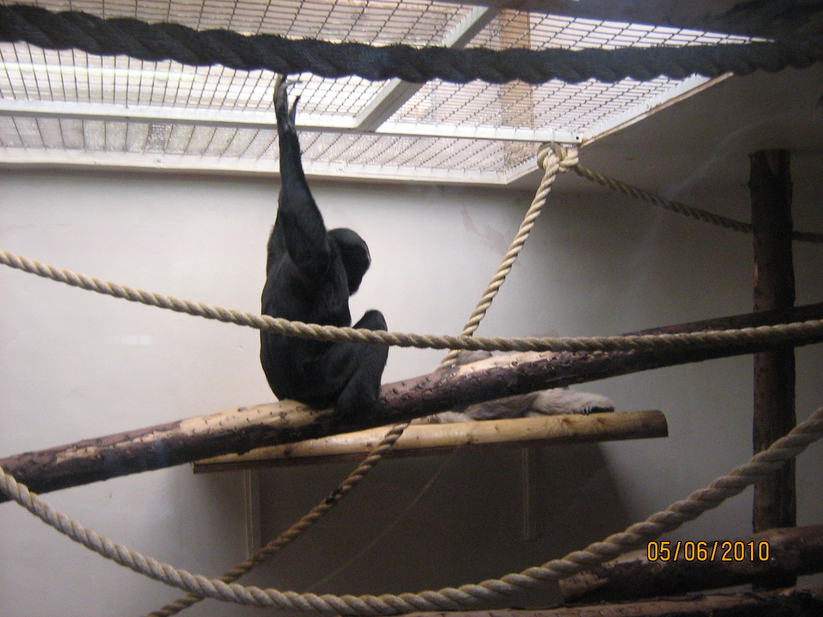 pileated gibbon