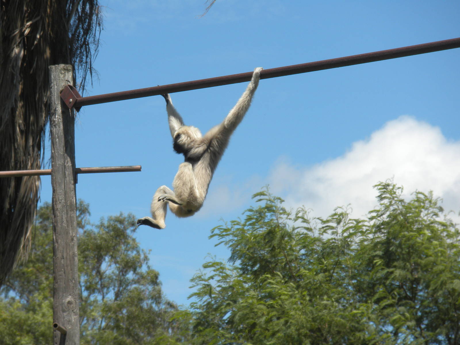 Pileated Gibbon