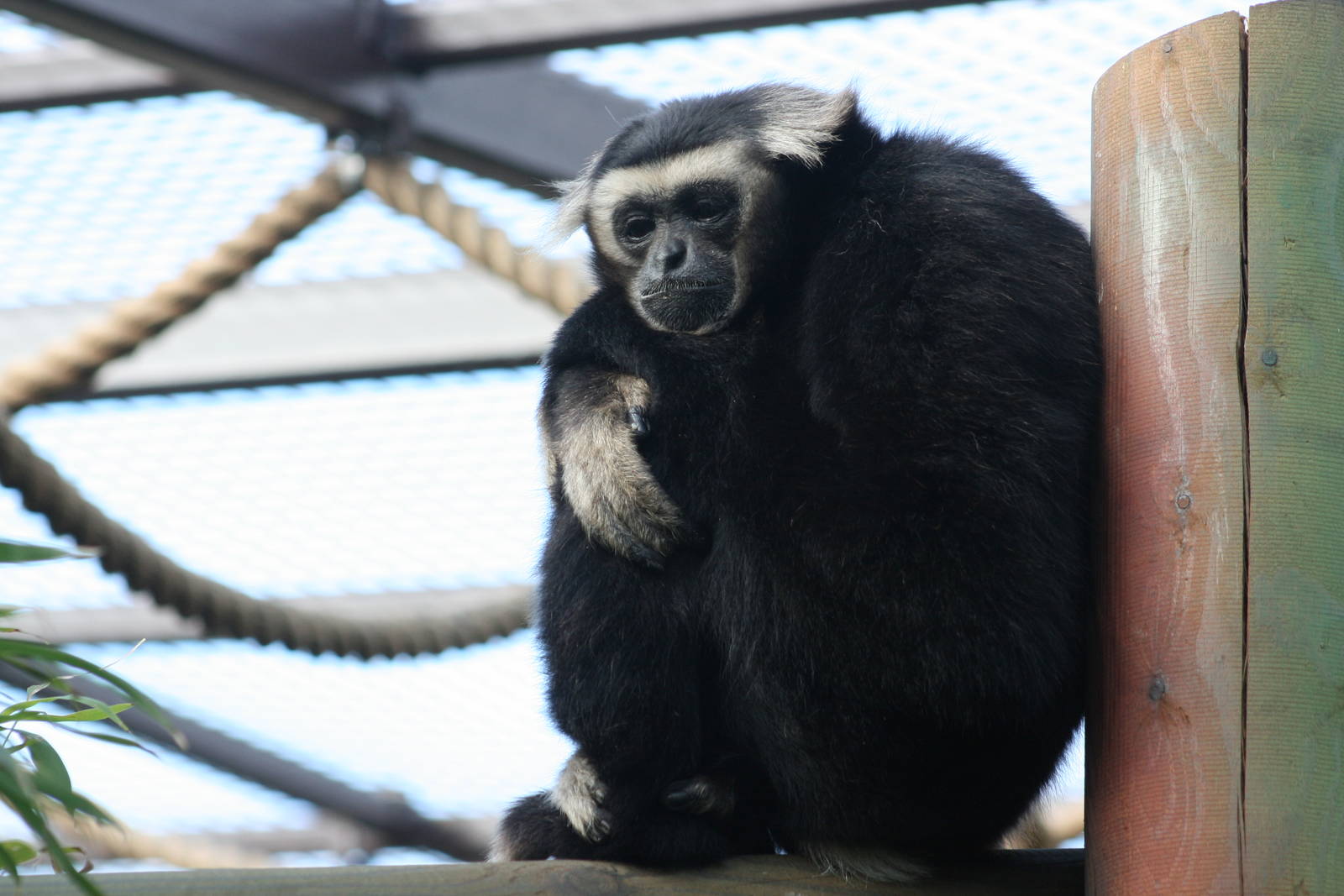 Pileated gibbon