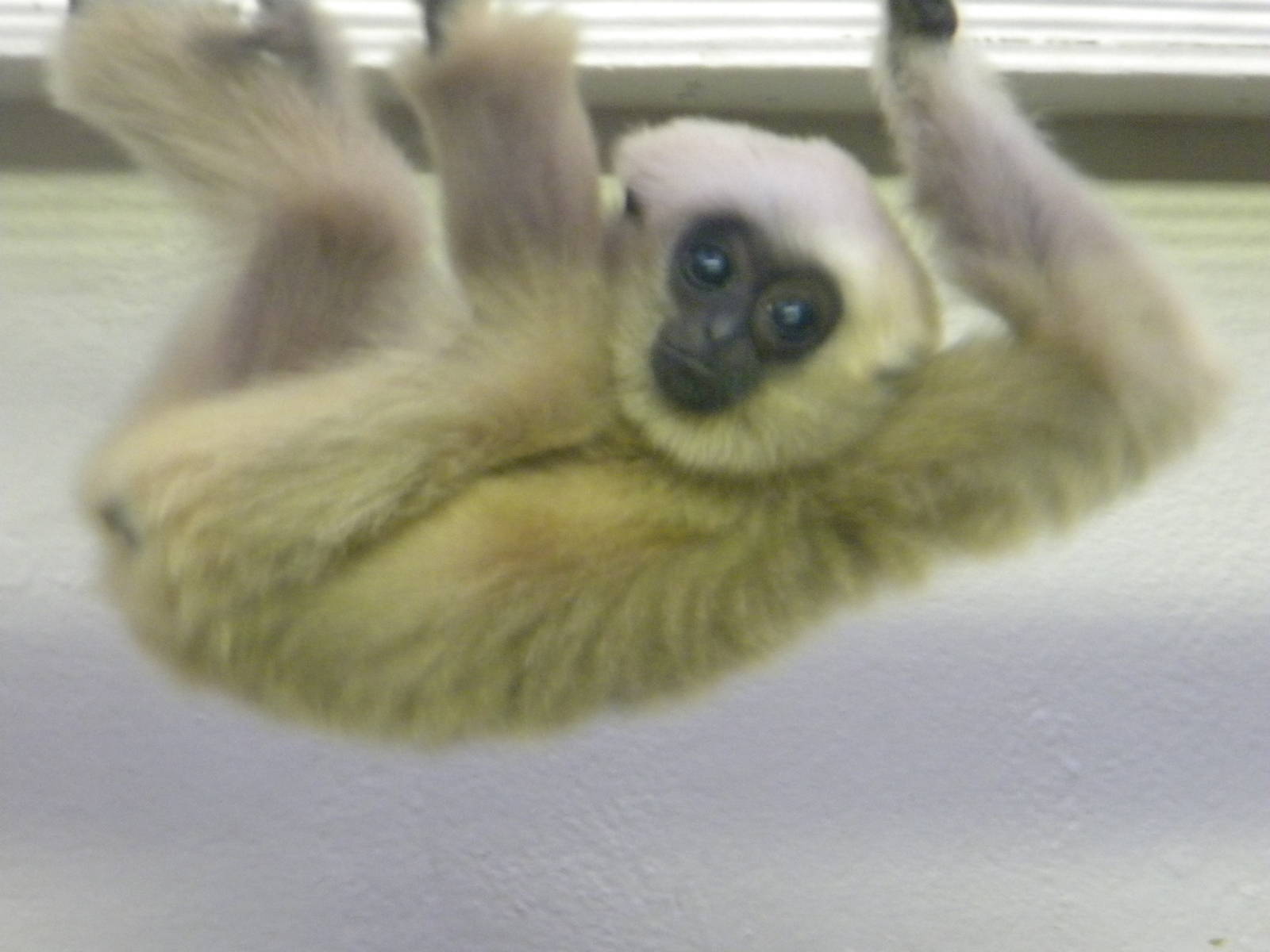 Pileated Gibbon.