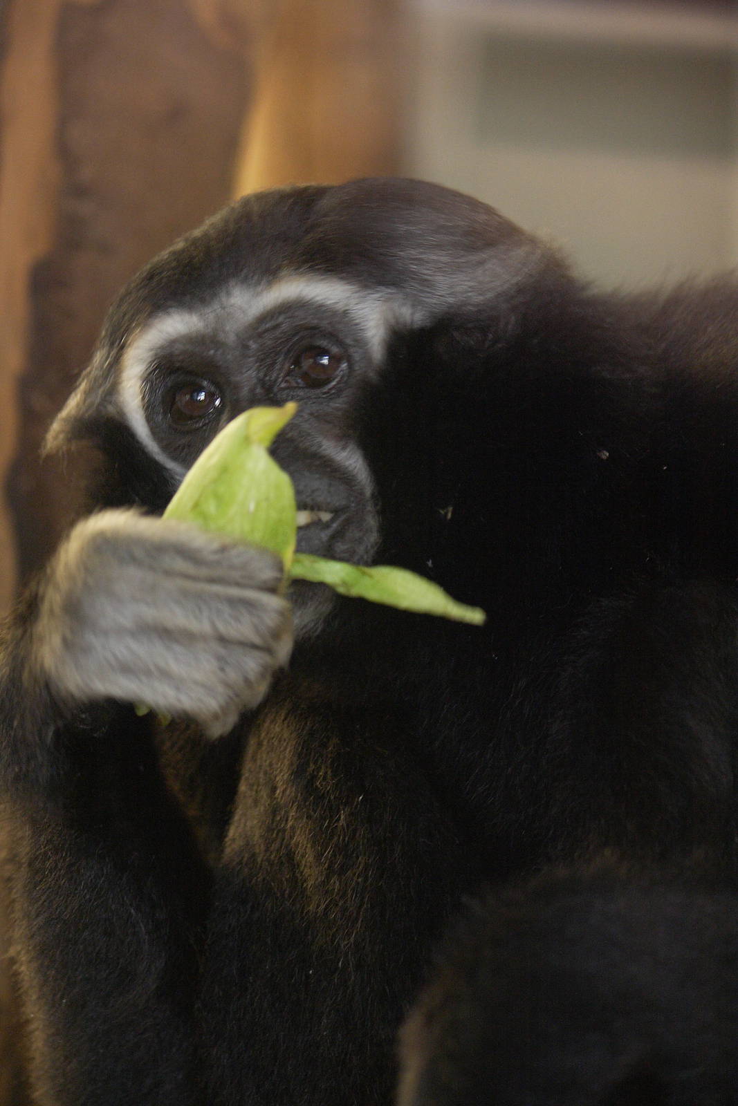 Pileated gibbon