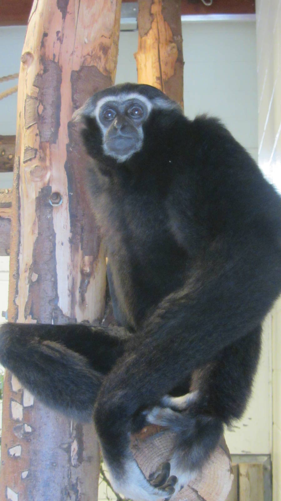 Pileated Gibbon