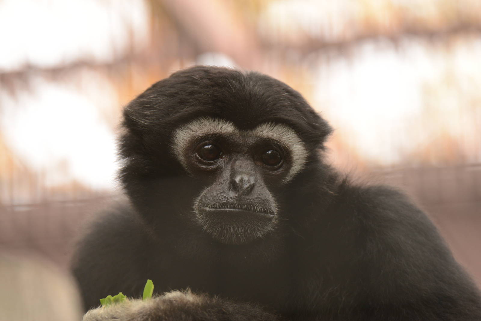 Pileated gibbon