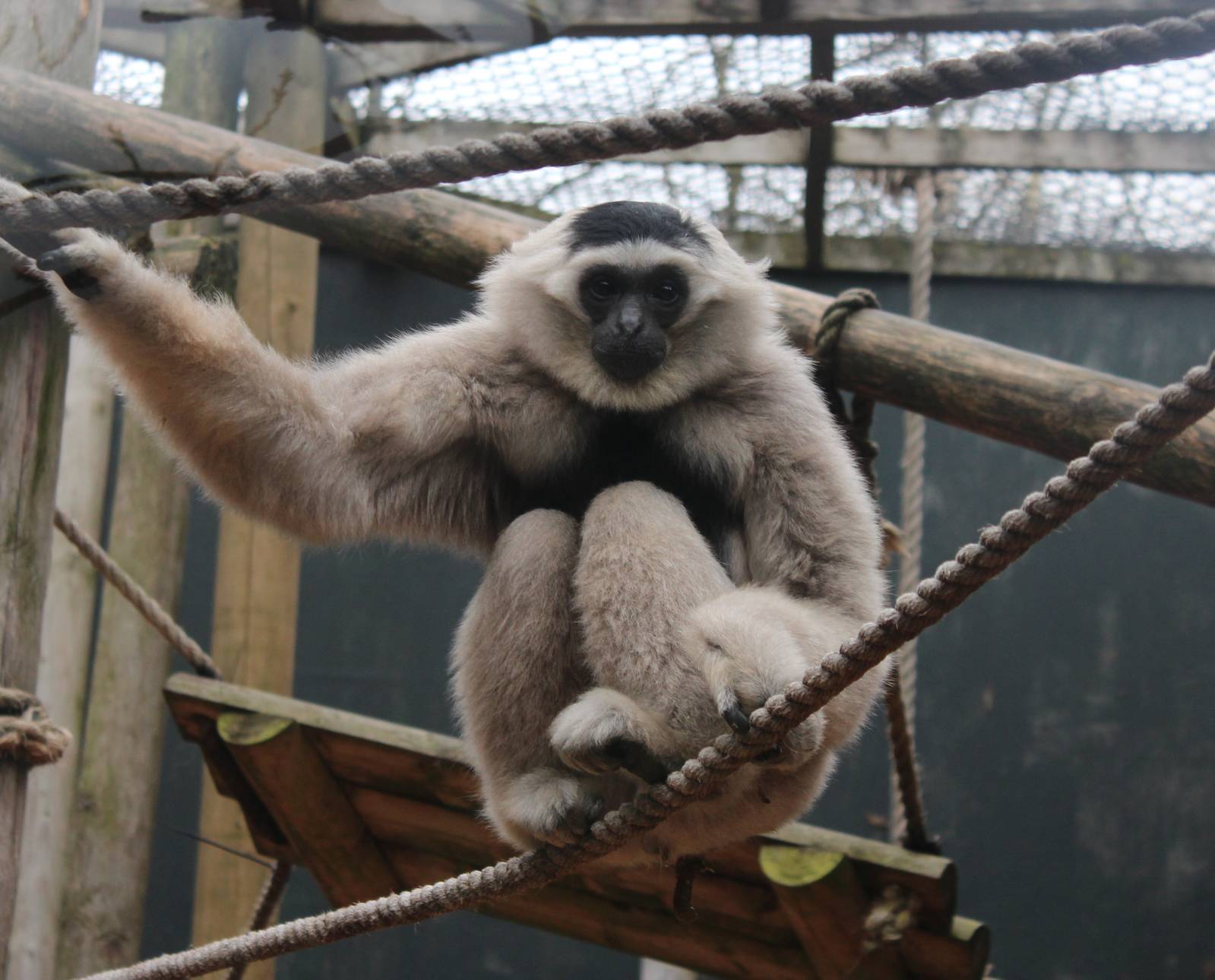 Pileated Gibbon