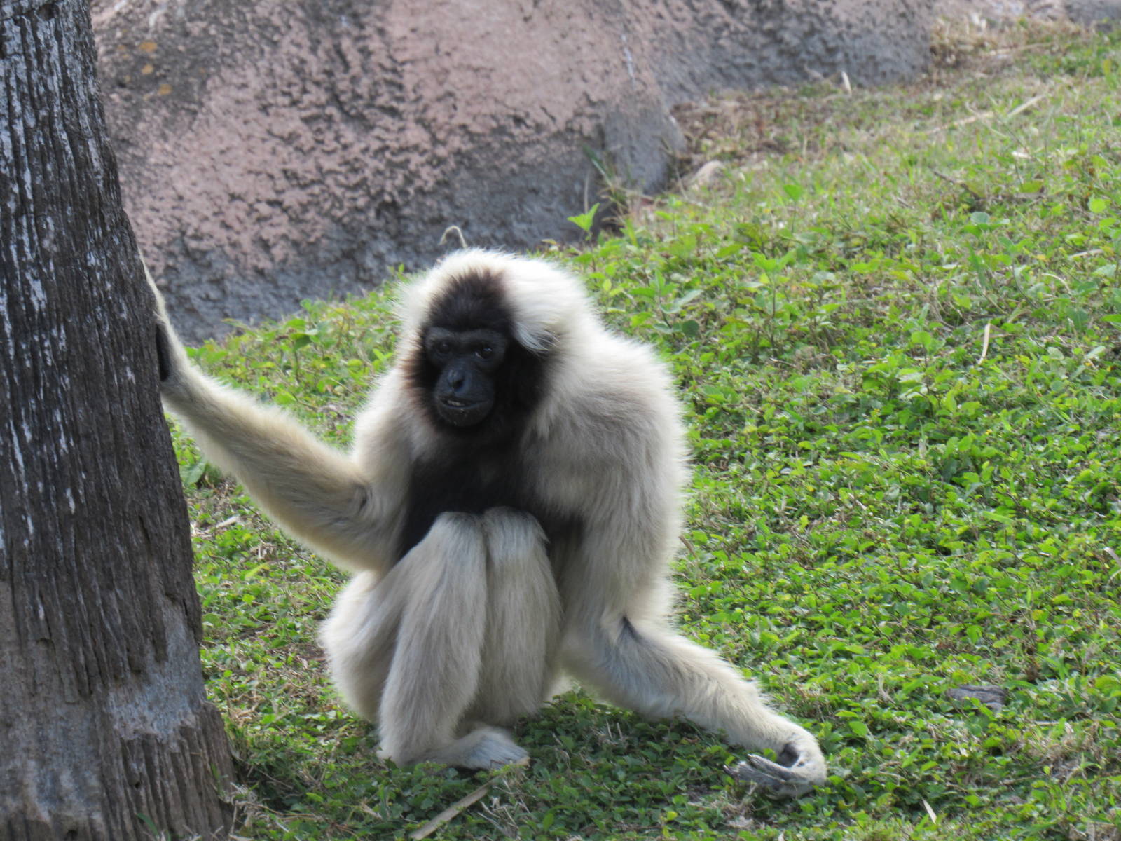 Pileated Gibbon