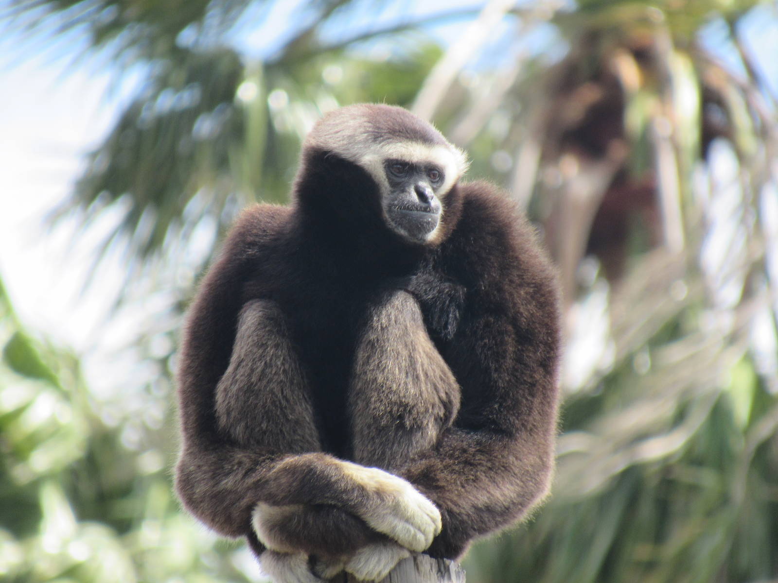 Pileated Gibbon