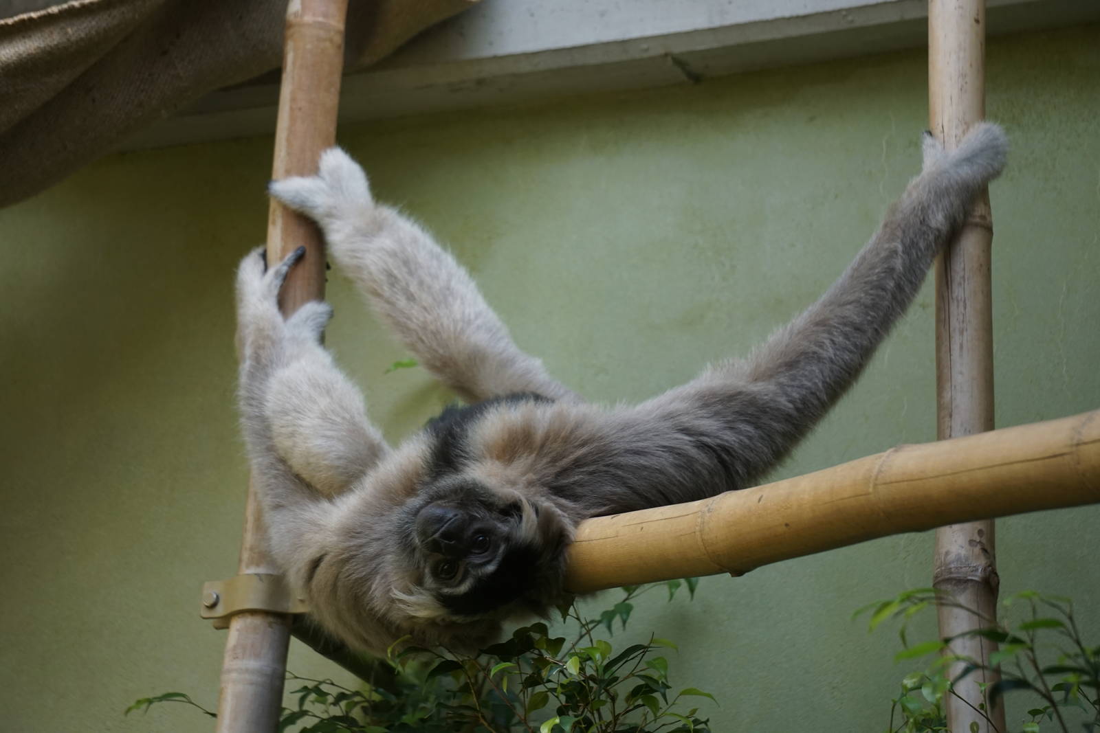 Pileated Gibbon