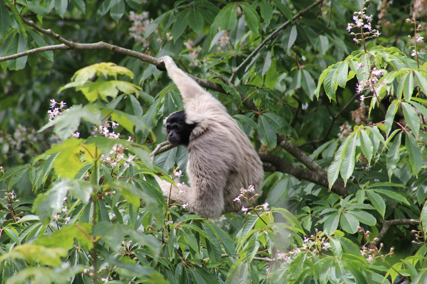 Pileated Gibbon