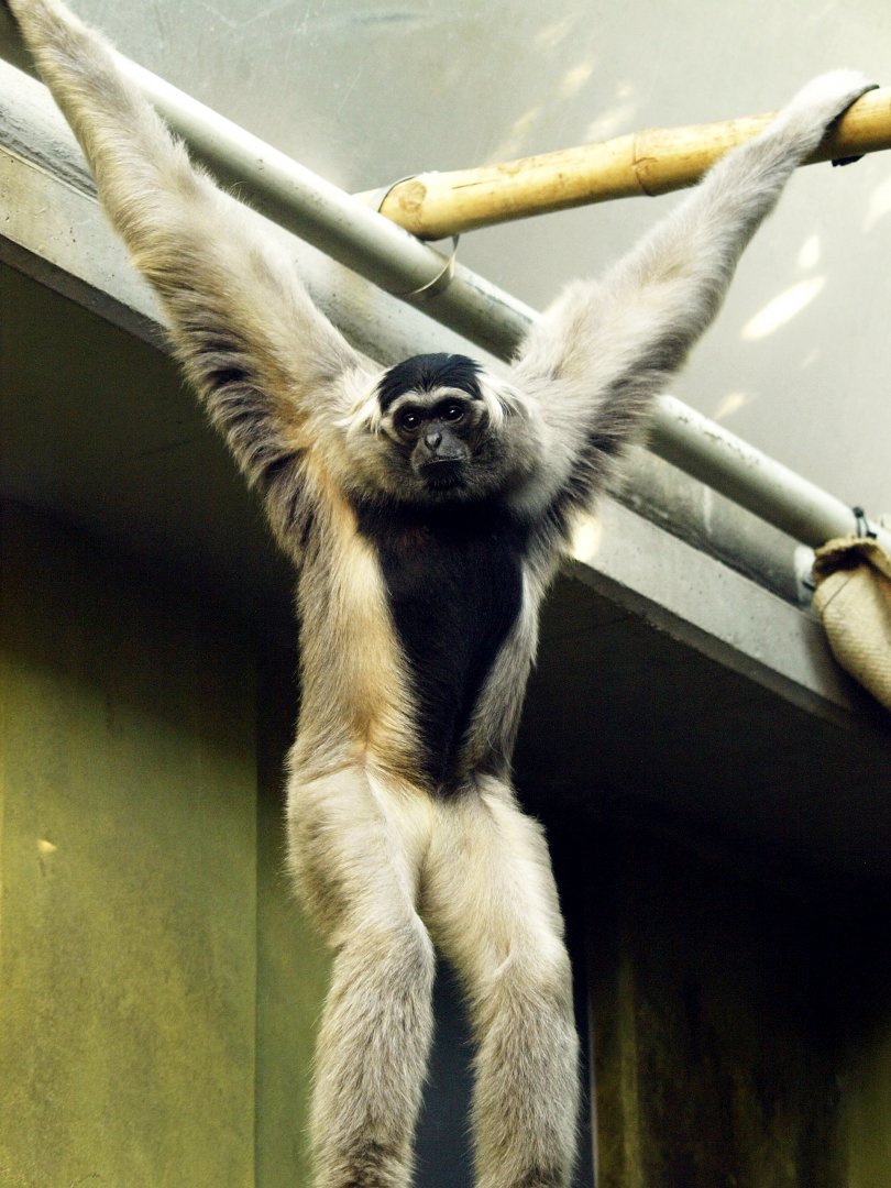 Pileated gibbon
