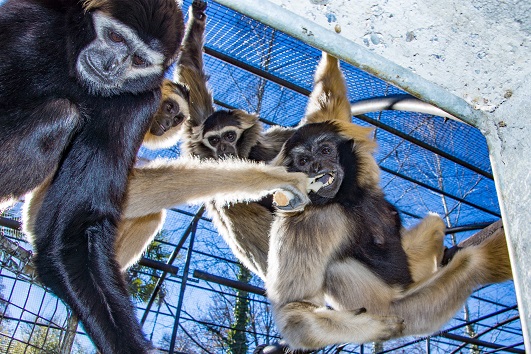 Pileated gibbon