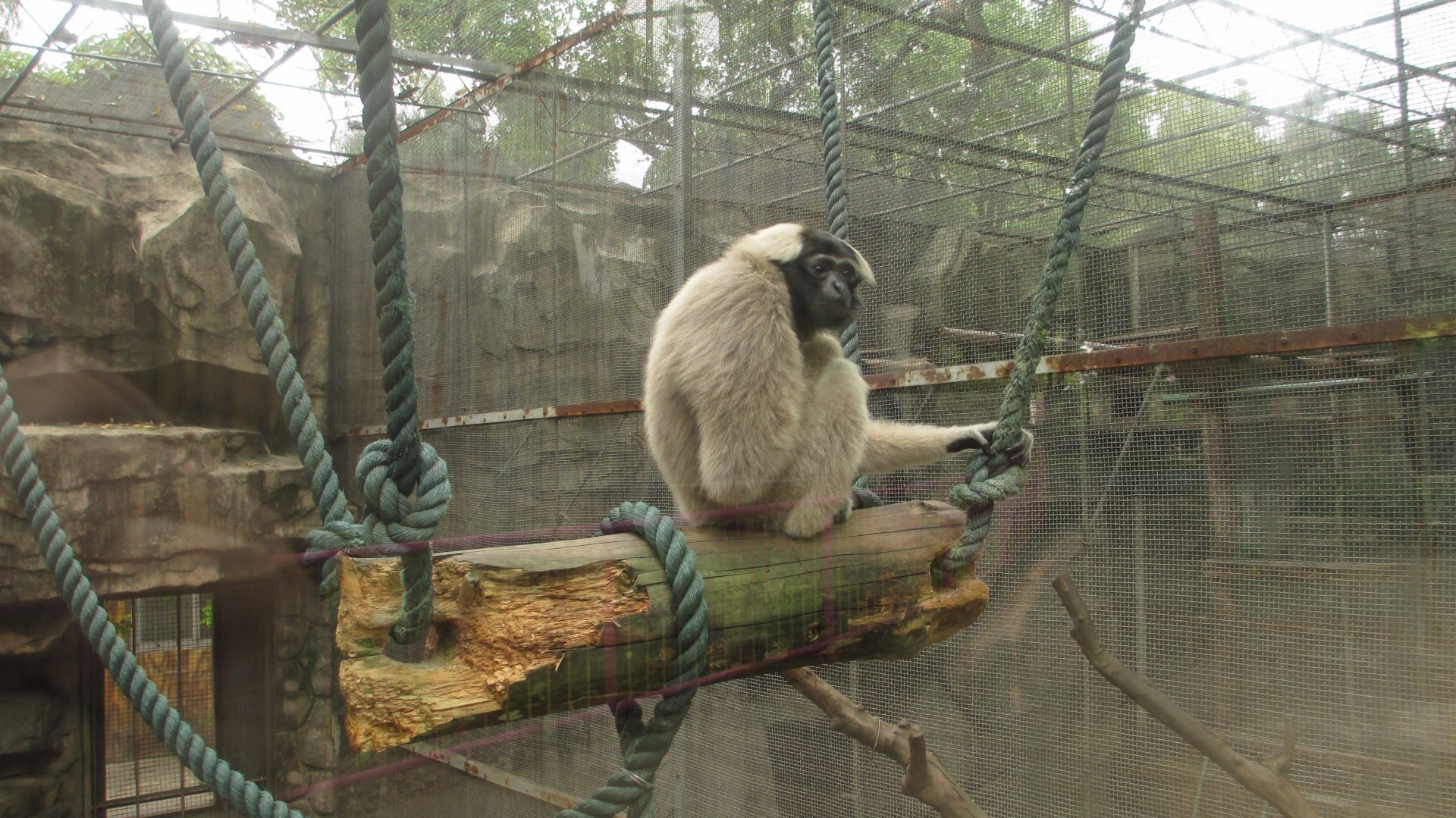 Pileated gibbon