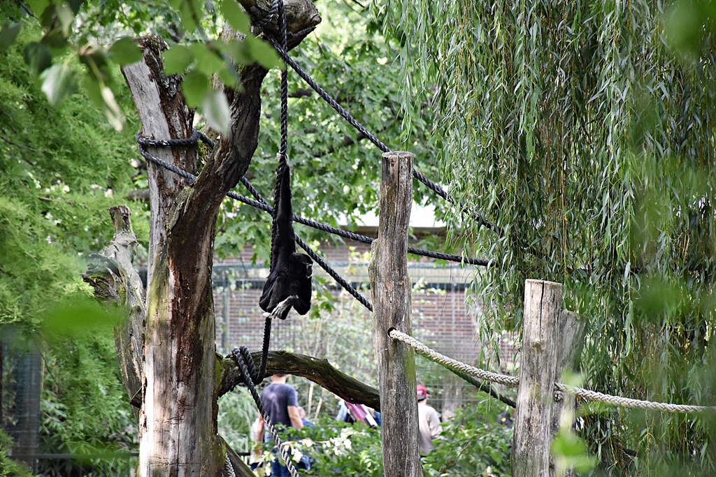 Pileated gibbon