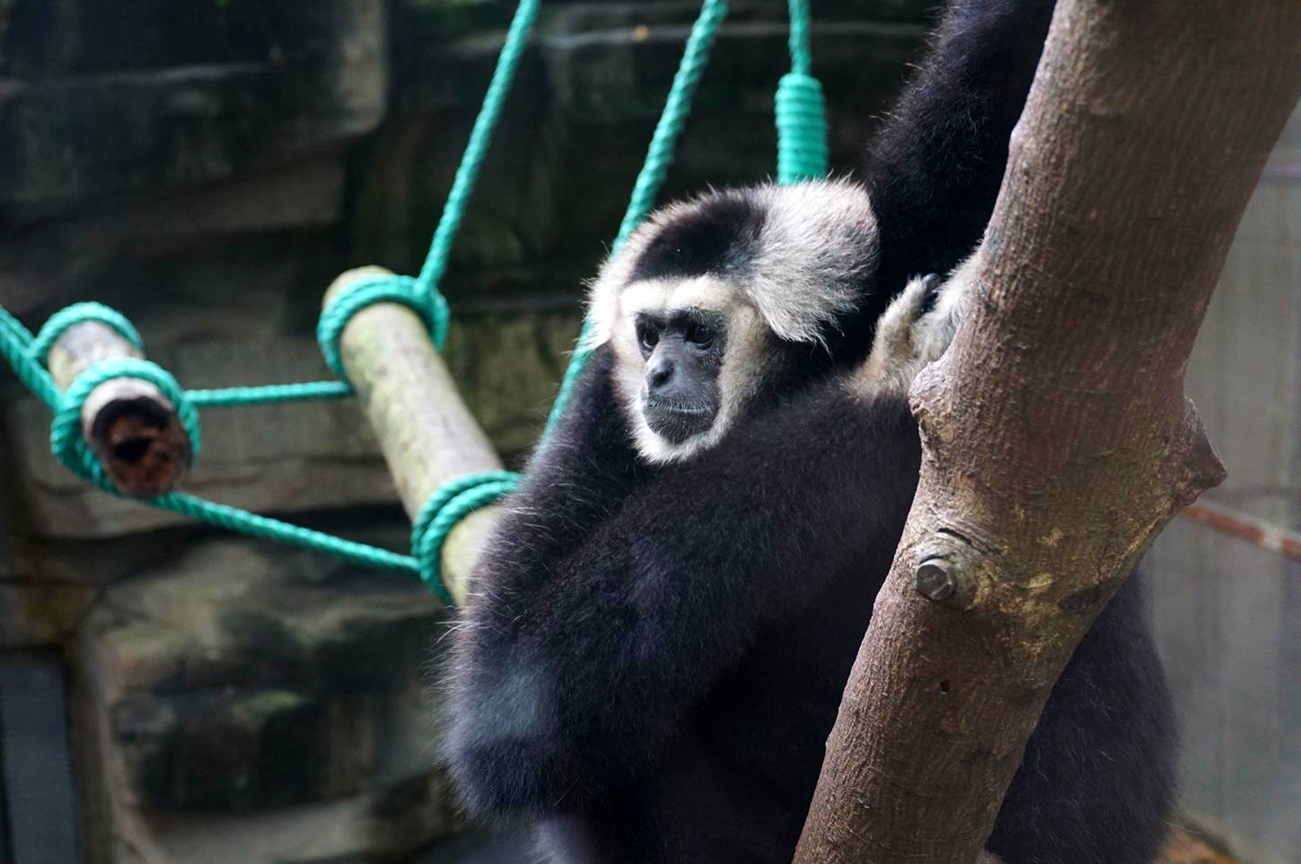 Pileated gibbon