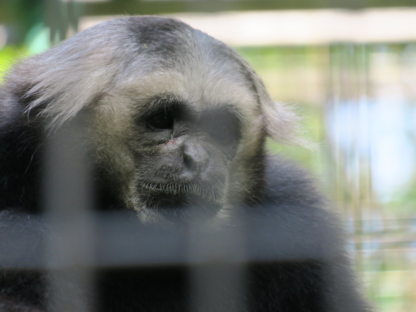 pileated gibbon