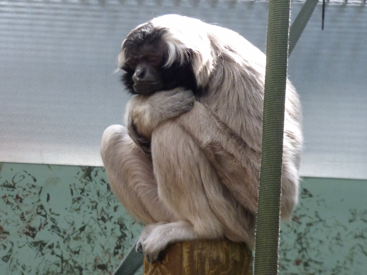 Pileated Gibbon