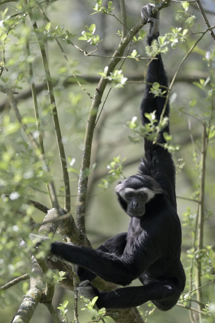 Pileated gibbon