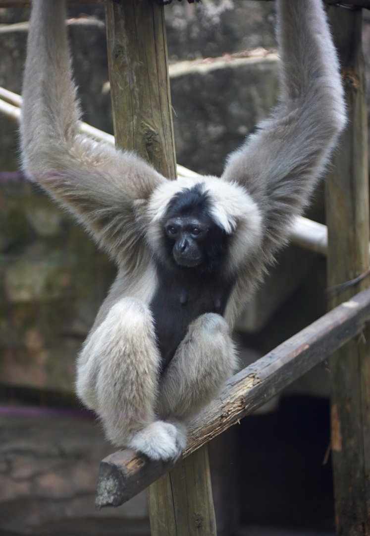 Pileated gibbon