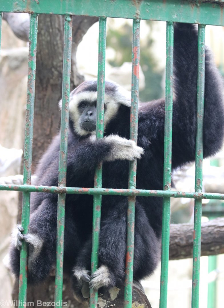 Pileated Gibbon