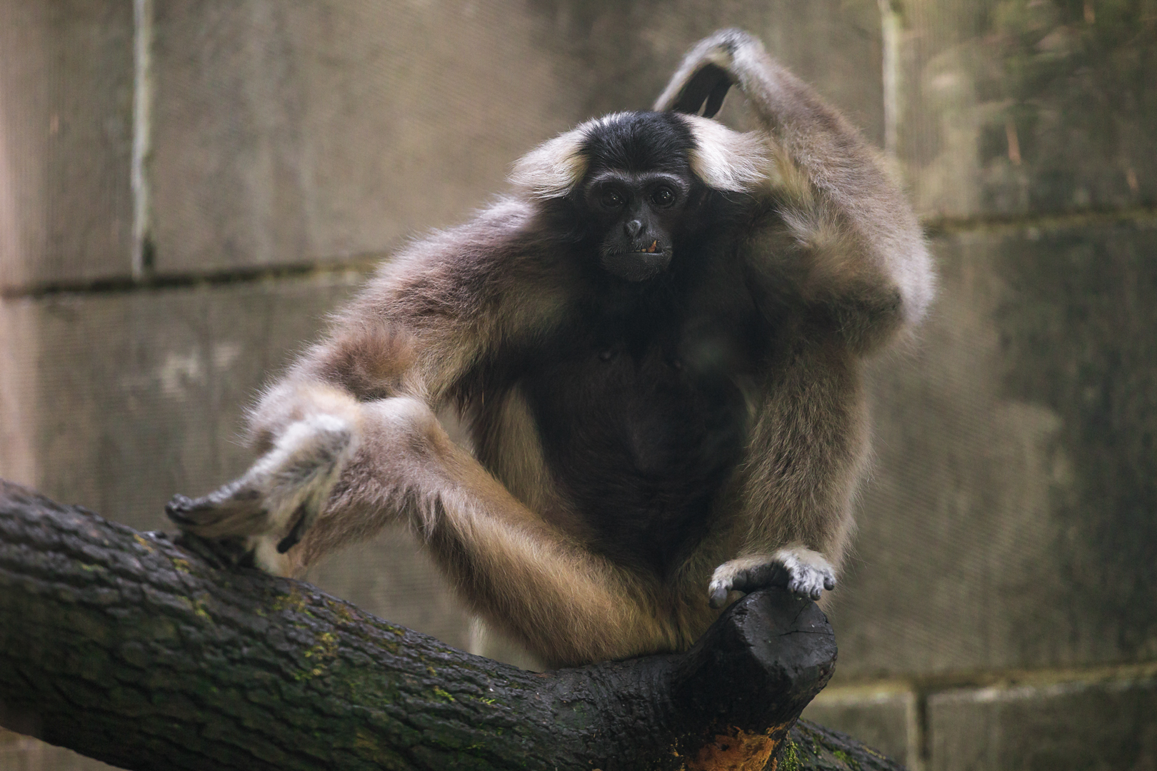 Pileated gibbon